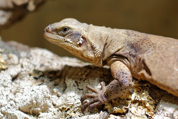 Chuckwalla / Common chuckwalla / Sauromalus ater
