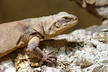 Chuckwalla / Common chuckwalla / Sauromalus ater