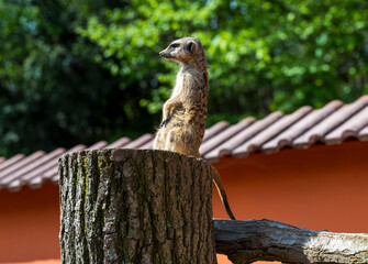 Suricatta stands on a wooden trunk and guards