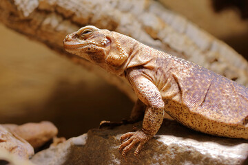Chuckwalla / Common chuckwalla / Sauromalus ater