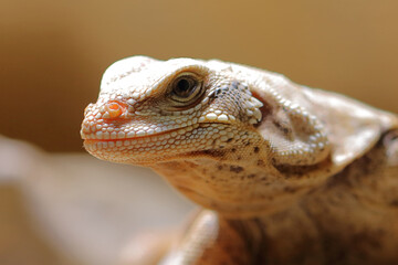 Chuckwalla / Common chuckwalla / Sauromalus ater