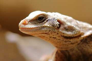 Chuckwalla / Common chuckwalla / Sauromalus ater