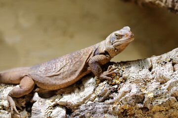 Chuckwalla / Common chuckwalla / Sauromalus ater
