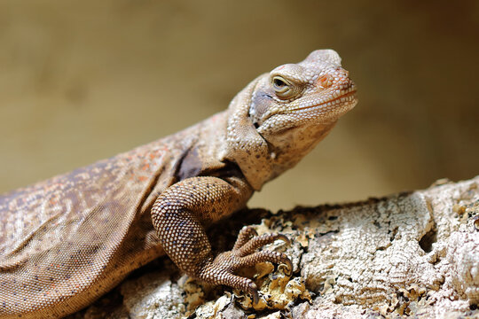 Chuckwalla / Common chuckwalla / Sauromalus ater