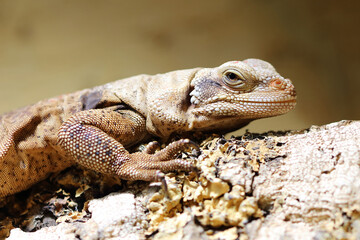 Chuckwalla / Common chuckwalla / Sauromalus ater