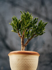 tree in pot