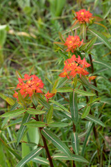 Euphorbia griffithii Fireglow (Wolfsmilch)