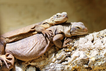 Chuckwalla / Common chuckwalla / Sauromalus ater