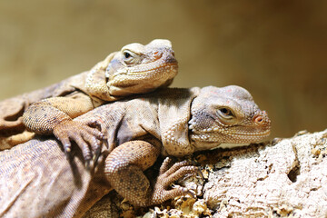 Chuckwalla / Common chuckwalla / Sauromalus ater
