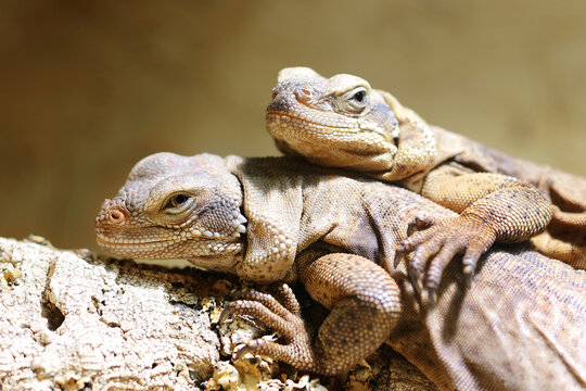 Chuckwalla / Common chuckwalla / Sauromalus ater