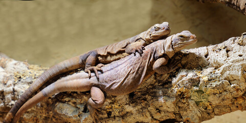 Chuckwalla / Common chuckwalla / Sauromalus ater
