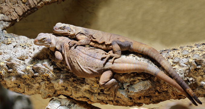 Chuckwalla / Common chuckwalla / Sauromalus ater