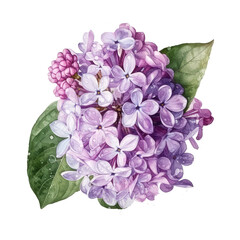 Watercolor sprig of lilac