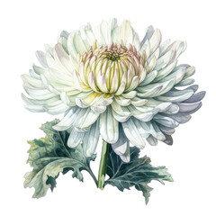 dahlia Watercolor bud flower