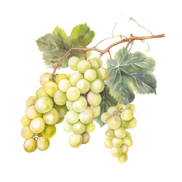 Watercolor branch of grapes