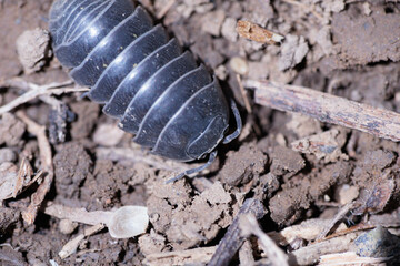 子供に大人気のダンゴムシ