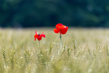Fototapeta premium 麦畑の中に咲く赤いひなげし