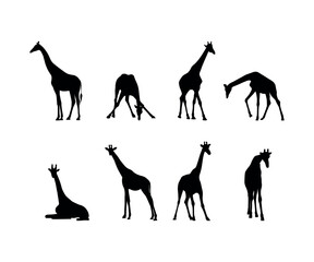 Collection of giraffe vector silhouettes isolated on a white background