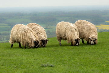 A fine flock of Longwool, Masham sheep in rural Nidderdale, North Yorkshire on a misty Spring morning, head down and grazing on green grass.  A cross breed between Wensleydale and Dalesbred sheep
