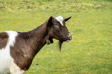 Foto op Aluminium Dutch Bonte goat, head and beard of brown-white short haired milk goat, Netherlands © TasfotoNL