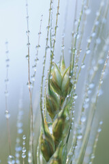 ふっくら実った濡れた麦の穂