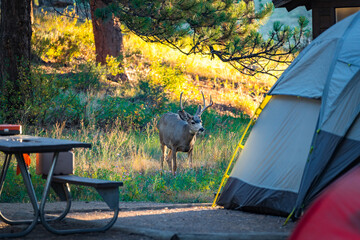 deer walking on camping ground close to tents