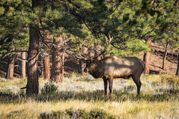 Fototapeta premium big elk in forest of rocky mountains during sunset