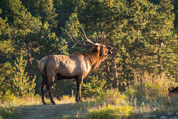 elk roars in the rocky mountains forest