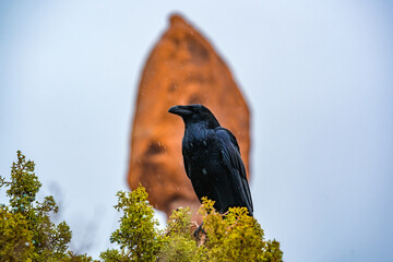 closeup shot of crow in front of balanced rock at arches nationalpark utah
