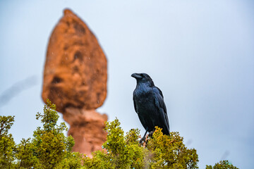 closeup shot of crow with balanced rock at arches nationalpark utah