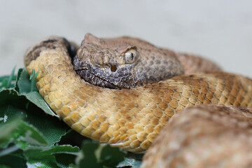 Angel de la Guarda Klapperschlange / Angel de la Guarda Island speckled rattlesnake / Crotalus angelensis
