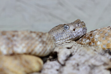 Angel de la Guarda Klapperschlange / Angel de la Guarda Island speckled rattlesnake / Crotalus angelensis