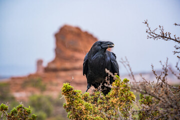 crow eating in a bush at arches nationalpark utah - obrazy, fototapety, plakaty