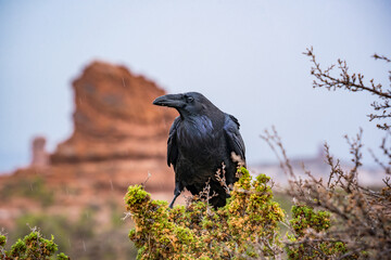 wildlife crow sitting in bush at arches nationalpark utah - obrazy, fototapety, plakaty