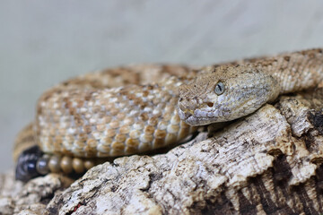 Angel de la Guarda Klapperschlange / Angel de la Guarda Island speckled rattlesnake / Crotalus angelensis