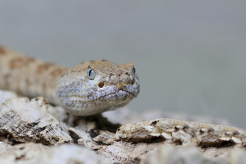 Angel de la Guarda Klapperschlange / Angel de la Guarda Island speckled rattlesnake / Crotalus angelensis