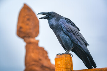 crow with balanced rock at arches nationalpark utah - obrazy, fototapety, plakaty