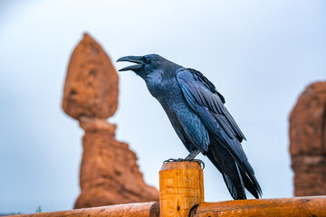 crow in front of balanced rock at arches nationalpark utah - obrazy, fototapety, plakaty