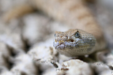 Angel de la Guarda Klapperschlange / Angel de la Guarda Island speckled rattlesnake / Crotalus angelensis