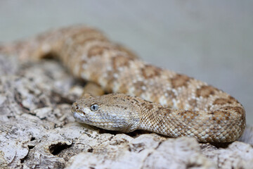 Angel de la Guarda Klapperschlange / Angel de la Guarda Island speckled rattlesnake / Crotalus angelensis