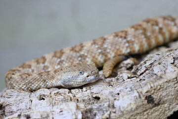 Angel de la Guarda Klapperschlange / Angel de la Guarda Island speckled rattlesnake / Crotalus angelensis