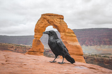 crow in front of delicate arch in arches national park in utah usa 