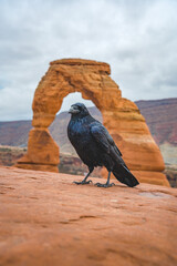 crow at delicate arch in arches national park in utah usa 