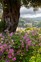 Różowe kwiaty dzikiego ślazu kwitnącego na letniej łące na Korfu, Grecja - obrazy, fototapety, plakaty