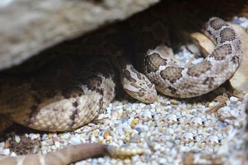 Baja-Klapperschlange / Baja California rattlesnake / Crotalus enyo enyo