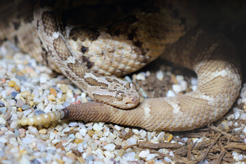 Baja-Klapperschlange / Baja California rattlesnake / Crotalus enyo enyo