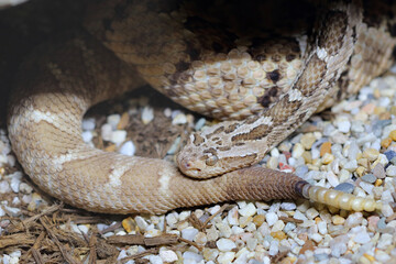 Baja-Klapperschlange / Baja California rattlesnake / Crotalus enyo enyo