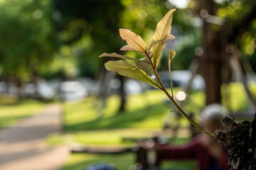 spring in the garden