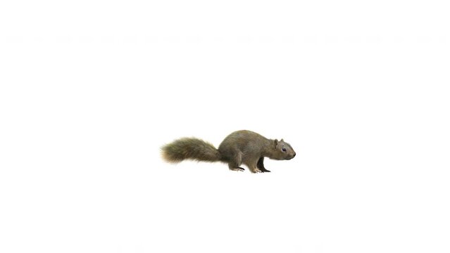 Close up little brown Squirrel with fur side view. 3D Render Side View Squirrel with Fur running pass the Camera isolated on white Background with Alpha channel,  Luma Matte Included. 4K