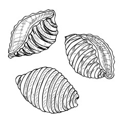 Conchiglie pasta outline icon. Italian cuisine drawn badge. Retro style vector illustration.